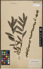 Foto von Salix purpurea L. x Salix repens L.